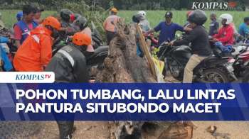 Pohon Tumbang Di Jalur Pantura Situbondo, Lalu Lintas Banyuwangi–Surabaya Sempat Macet Parah