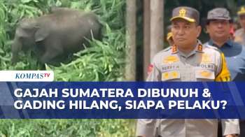 Gajah Sumatera Ditemukan Mati Mengenaskan, Kapolda Riau Marah dan Janji Usut Tuntas | SAPA MALAM
