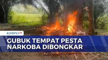 Polisi Bongkar Gubuk Pesta Narkoba Di Kebun Sawit Lampung Tengah, 3 Pelaku Kabur | BORGOL