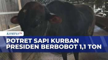 Potret Sapi Kurban Presiden Prabowo Berbobot 1,1 Ton, Dipilih dari Peternak di Blora | KOMPAS SIANG