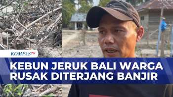 Kebun Jeruk Bali Milik Warga Rusak Diterjang Banjir Dan Terendam Lumpur | SAPA SIANG