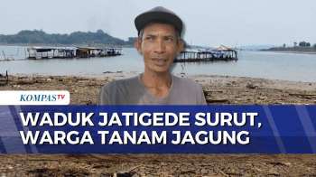 Bendungan Jatigede Surut Akibat Kemarau, Warga Sumedang Manfaatkan Lahan Timbul untuk Bertani