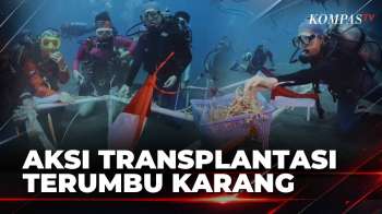 Aksi Bahari Komunitas Selam, Transplantasi Terumbu Karang Di Pantai Malalayang Manado| KOMPAS SIANG