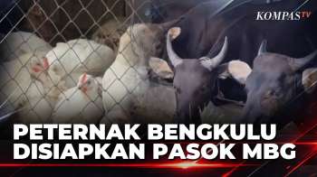 Peternak Lokal Bengkulu Disiapkan Pasok MBG, NKV Jadi Syarat Pemasok Produk Hewan | JURNAL NUSANTARA