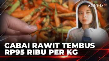 Cabai Rawit Tembus Rp95 Ribu! Hasil Panen Turun Akibat Kemarau Panjang | KOMPAS SIANG