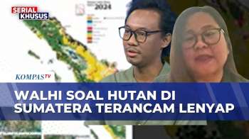 Terungkap! Hutan Di Sumatera Terancam Lenyap, WALHI: Izin Sawit Dan HTI Masif Di Sumatera