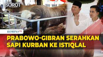 Prabowo Dan Gibran Serahkan Sapi Kurban Berbobot 1,3-1,2 Ton Ke Masjid Istiqlal