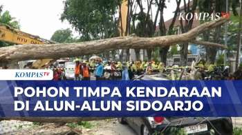 Kendaraan Ringsek Tertimpa Pohon Saat Pengerjaan Revitalisasi Alun-Alun Sidoarjo | SAPA PAGI