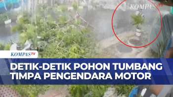 Terekam CCTV! Pengendara Motor Tertimpa Pohon Tumbang, Korban Alami Luka Ringan