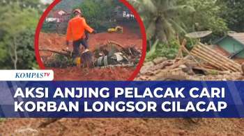 Aksi Anjing Pelacak Bantu Basarnas Cari Korban Tertimbun Longsor Di Cilacap | KOMPAS SIANG
