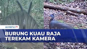 Sulit Ditemukan, Burung Kuau Raja Terekam Kamera Di Pedalaman Kalimantan | KOMPAS SIANG