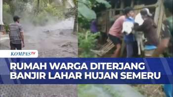 Banjir Lahar Hujan Gunung Semeru Terjang Rumah Warga, Hewan Ternak Ikut Diungsikan | BERUT