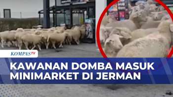 Viral! Sekelompok Kawanan Domba Kabur, Masuk Ke Minimarket Di Jerman | BERUT