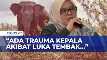 BBKSDA Riau Ungkap Temuan Gajah Sumatera Mati Mengenaskan: Ada Trauma Luka Tembak | SAPA MALAM