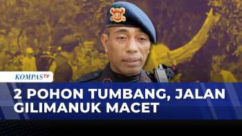 2 Pohon Besar Tumbang di Jalur Denpasar-Gilimanuk, Lalu Lintas Macet 3 Km | SAPA MALAM