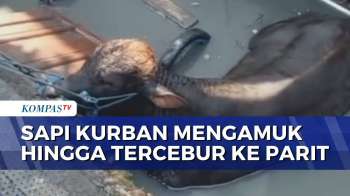 Sapi Kurban Mengamuk di Surabaya, Masuk Parit Sedalam 1 Meter | BERUT
