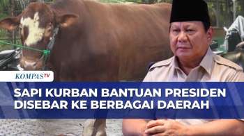 Presiden Prabowo Salurkan Sapi Kurban Jumbo Ke Berbagai Provinsi Di Indonesia | SAPA SIANG