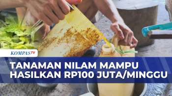 Dari Tanaman Nilam, Petani Ini Kantongi Rp100 Juta Per Minggu | KOMPAS SIANG