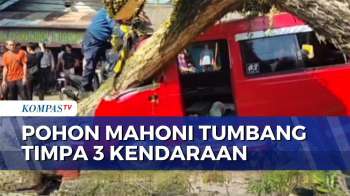 Pohon Mahoni Raksasa Tumbang di Cianjur, Timpa Angkot, Minibus dan Motor | SAPA MALAM