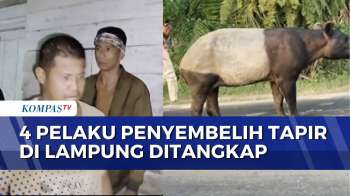 Polisi Tangkap 4 Pelaku Penyembelih Hewan Tapir di Lampung