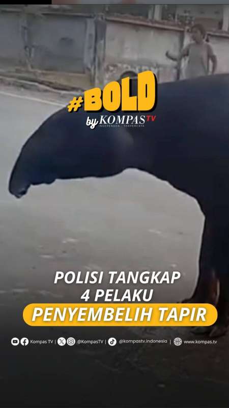 POLISI TANGKAP 4 PELAKU PENYEMBELIH TAPIR