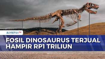 Fosil Dinosaurus Terjual Hampir Rp1Triliun Di Lelang Sotheby’s New York | SAPA MALAM