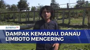 Imbas Kemarau, Danau Limboto di Gorontalo Mengering hingga Kriris Air di 4 Kabupaten