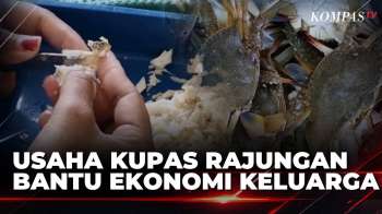 Usaha Kupas Rajungan Jadi Penggerak Roda Ekonomi Masyarakat Pesisir Di Maros | KOMPAS SIANG