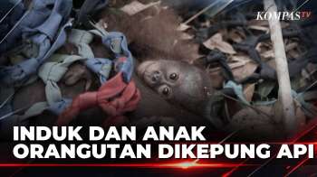 Induk Dan Anak Orangutan Terjebak Kepungan Api Karhutla, Ini Evakuasinya | SAPA MALAM