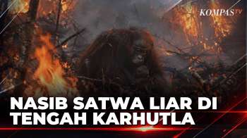 Karhutla Mengancam Satwa, Orangutan Dievakuasi Dan Gajah Kehilangan Habitat | BERUT