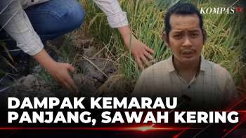 Imbas Kemarau Panjang, Lahan Persawahan Di Samarinda Kekeringan | KOMPAS SIANG