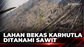 Lahan Bekas Karhutla 5,9 Hektare di Dharmasraya Ditanami Sawit, Polisi Lakukan Penyelidikan | BERUT