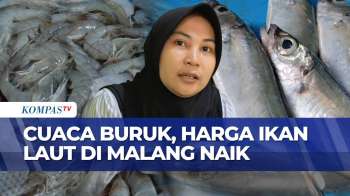 Harga Ikan Laut Di Malang Naik Imbas Cuaca Buruk, Cumi Tembus Rp90 Ribu Per Kg