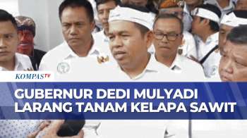 Dedi Mulyadi Instruksikan Bupati Dan Wali Kota Hentikan Penanaman Sawit Di Wilayah Jabar | JMP