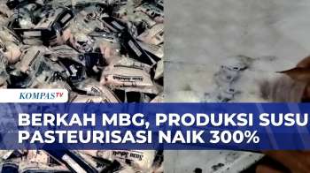 MBG Bawa Berkah Untuk Pelaku Usaha Susu Pasteurisasi Di Boyolali | SAPA SIANG