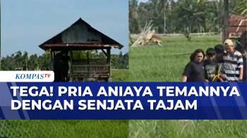 Pria Aniaya Teman Dengan Sajam Di Bengkulu, Pelaku Ditangkap Saat Sembunyi Di Sawah | BERITA UTAMA
