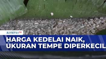 Harga Kedelai Mahal, Produsen Tempe Pilih Kecilkan Ukuran | SAPA SIANG