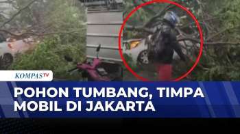 Hujan Deras-Angin Kencang, Pohon Tumbang Timpa Mobil Di Jakarta Timur | SAPA PAGI