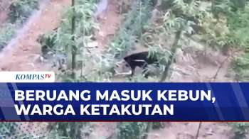 Geger! Beruang Masuk Kebun Milik Warga Di Jambi | BERITA UTAMA