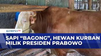 Sapi Berusia 3,5 Tahun Berbobot 1 Ton Lebih Terpilih Jadi Hewan Kurban Presiden Prabowo