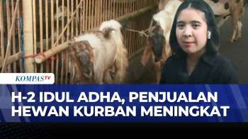 2 Hari Jelang Idul Adha, Pedagang Hewan Kurban Mulai Dibanjiri Pembeli | KOMPAS SIANG