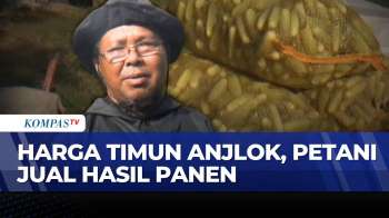 Harga Timun Di Jember Anjlok Jadi Rp1.000 Per Kg, Petani Merugi | KOMPAS SIANG
