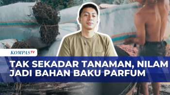 Banyak Tak Tahu, Tanaman Nilam Dapat Digunakan Untuk Parfum Dan Kosmetik | KOMPAS SIANG