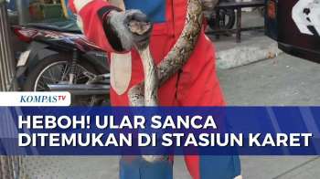 Penumpang Panik! Damkar Evakuasi Ular Sanca yang Muncul di Stasiun Karet | BERUT