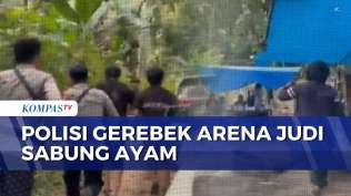 detik-detik-polisi-gerebek-arena-judi-sabung-ayam-di-polewali-mandar-7-orang-ditangkap-berut