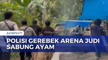 Detik-Detik Polisi Gerebek Arena Judi Sabung Ayam Di Polewali Mandar, 7 Orang Ditangkap | BERUT