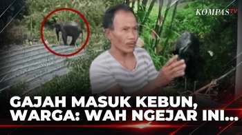 Gajah Liar Masuk Kebun Cabai Di Aceh Tengah, Seorang Petani Dikejar | KOMPAS MALAM