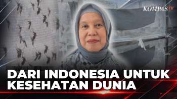 Dari Riset Ke Dunia, Prof. Adi Utarini Dan Perjuangan Mengembangkan Wolbachia | JMP