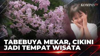 Cikini Mendadak Jadi Tempat Wisata, Warga Berburu Mekarnya Bunga Tabebuya | KOMPAS SIANG
