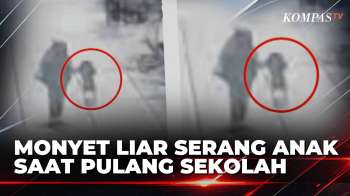 Detik-Detik Anak Perempuan Diserang Monyet Liar saat Pulang Sekolah di Bekasi | BERUT